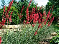 Plant Gallery